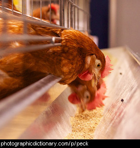 Photo of chickens pecking