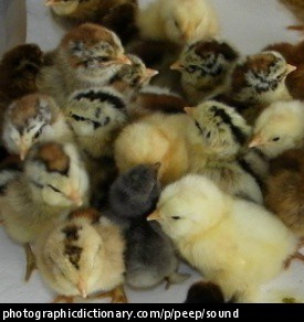 Photo of baby chicks