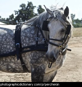 Photo of a percheron