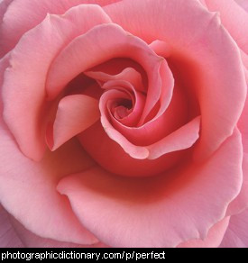 Photo of a perfect rose
