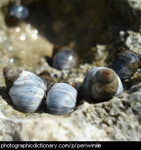 Photo of periwinkles