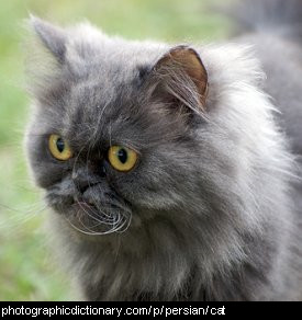 Photo of a persian cat