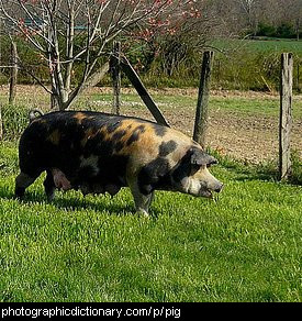 Photo of a pig