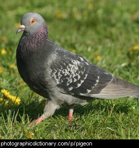 Photo of a common pigeon