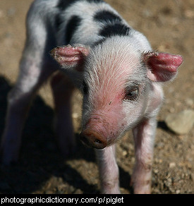 Photo of a piglet