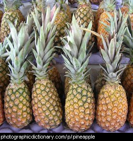 Photo of pineapples.