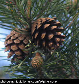 Photo of a pine cone.