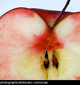 Photo of apple seeds