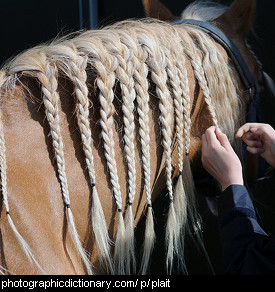 Photo of a horse with plaits