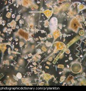 Photo of plankton