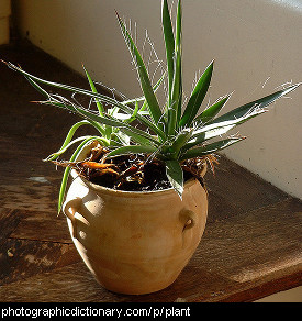 Photo of a potted plant.