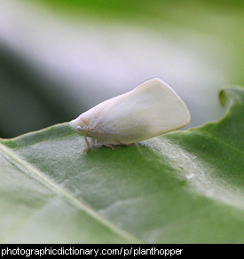 Photo of a white planthopper