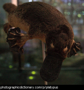 Photo of a platypus