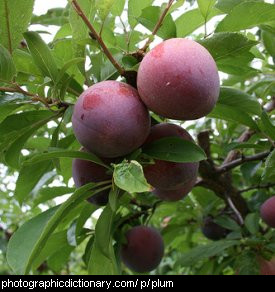 Photo of plums