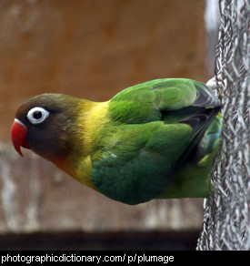 Photo of a parrot
