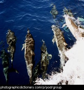 Photo of a pod of dolphins