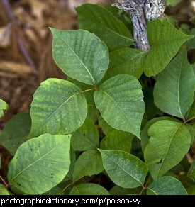 Photo of poison ivy