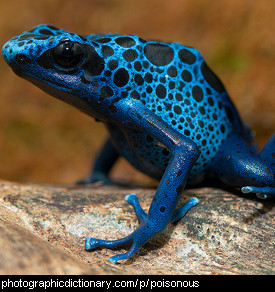 Photo of a poisonous frog
