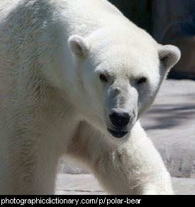 Photo of a polar bear