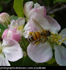Photo of a bee pollinating flowers.