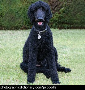 Photo of a standard poodle