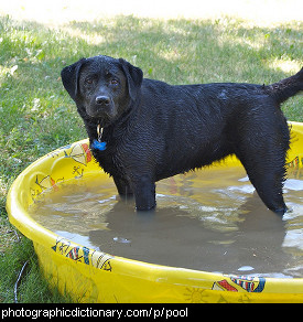 Photo of a dog in a wading pool