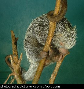 Photo of a porcupine