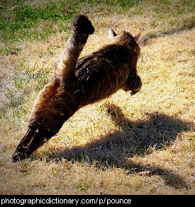 Photo of a cat pouncing.