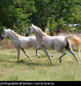 Photo of prancing horses