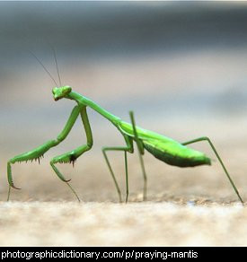 Photo of a praying mantis