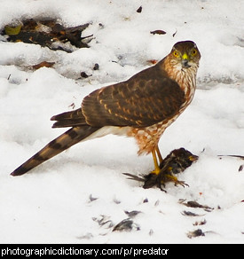 Photo of a falcon and prey