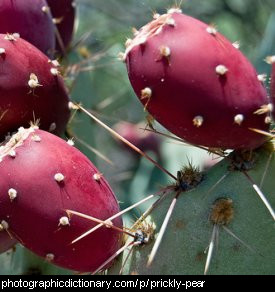 Photo of prickly pears