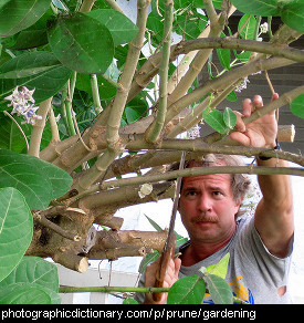 Photo of a man pruning a tree