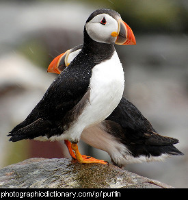 Photo of a puffin