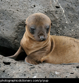 Photo of a seal pup