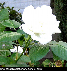 Photo of a pure white rose