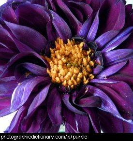 Photo of a purple flower