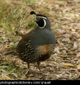 Photo of a quail.