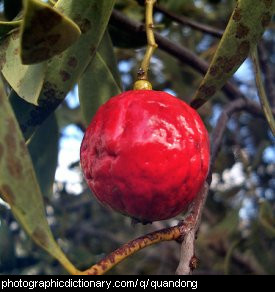 Photo of a quandong