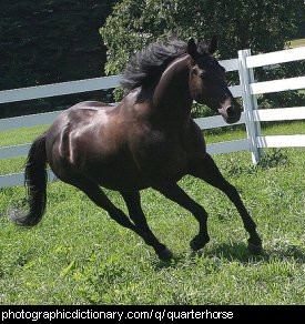Photo of a quarterhorse