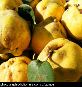 Photo of ripe quinces