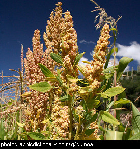 Photo of quinoa