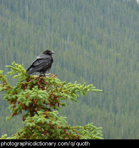 Photo of a raven