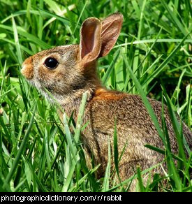 Photo of a rabbit