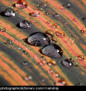 Photo of raindrops on a leaf