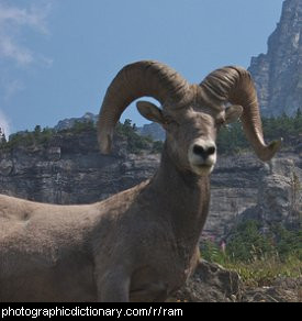 a ram is a male sheep