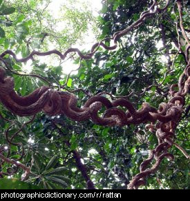 Photo of rattan vines