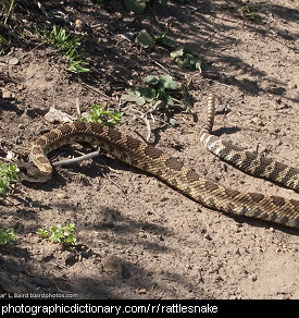 Photo of a rattlesnake.