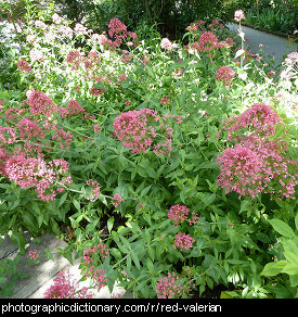 Photo of red valerian