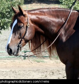 Photo of reins on a horse